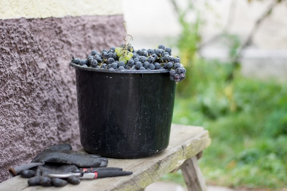 Ever Wondered How Grapes Are Harvested?